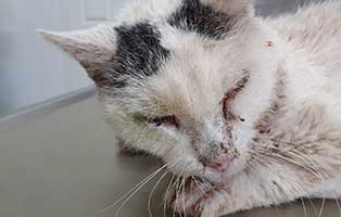 verwahrloster kater gefunden