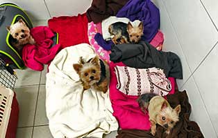 yorkshire terrier vernachlaessigt alle