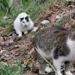 Jahresbericht 2021 katzen