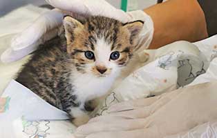 Jahresbericht 2021 katzenbaby