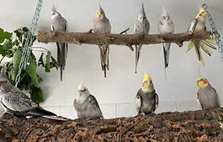 Jahresbericht 2021 nympfensittiche