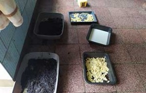 beschlagnahmung 14katzen unterentwickelt02