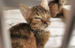 beschlagnahmung 14katzen unterentwickelt04