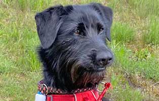 hund chiara zuhause gefunden03