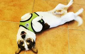 hund fips zahnsanierung geheilt