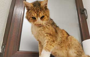 kater karl glueck gerettet01