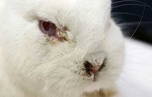 41 vernachlaessigte kaninchen05