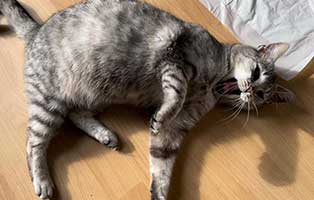 kastrationsaktion thueringen01