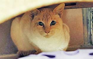 kater patentier barney02