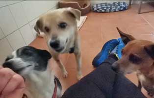 leckerchen hundesenioren unterheinsdorf