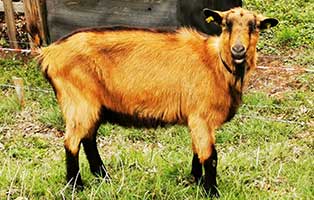 luise bunte deutsche edelziege01