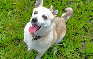 patentier hund cai04