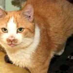 patentier katze janosch01