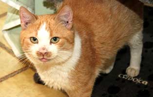 patentier katze janosch01