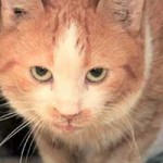 patentier katze janosch02