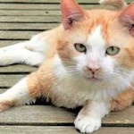 patentier katze janosch03