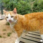 patentier katze janosch04