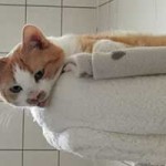 patentier katze janosch06