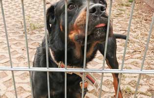 rottweiler retter in not