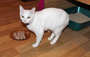 ukraine fluechtling timo