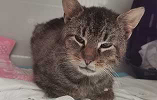 fundkatze juckreiz behandlung01