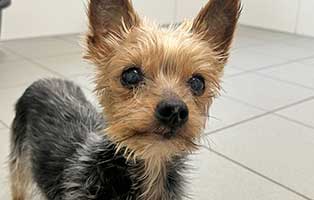 hund floeckchen verstorben