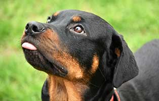 hund micky patentier02