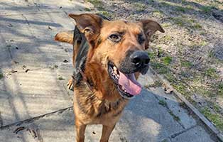 hund pluto schmerzen01