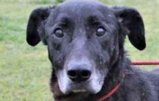 hund zoran polen aufnahmepatenschaft