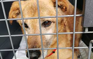 hund01 polen aufnahmepatenschaft