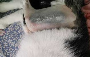 kater vossi beinbruch unfall-update01