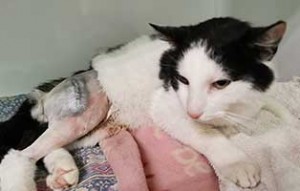 kater vossi beinbruch unfall-update03