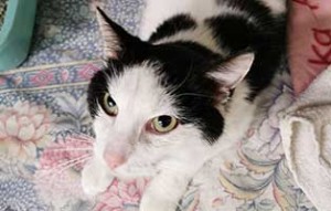 kater vossi beinbruch unfall-update04