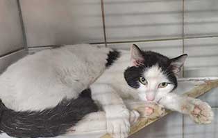 kater vossi beinbruch unfall02