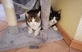 katzen zak zaki zuhause gefunden01