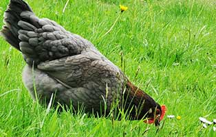 legehenne elsa luise