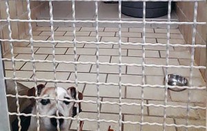 neubau hundetrakt bueckeburg07