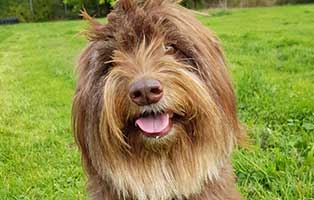 patentier hund bruni01