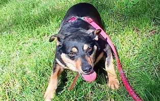 hund lenka hilfe operation01