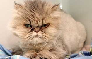 kater patentier fridolin01