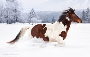 pony durch den schnee