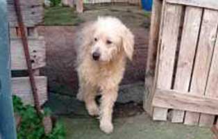 hund maennlich luis italien