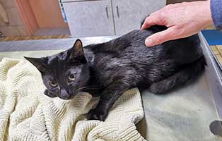 kater polyp erstickunsgefahr