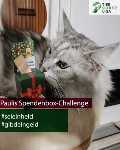 Pauli klimpergeldbox