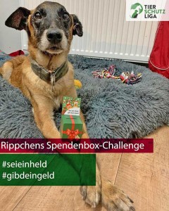 Rippchen klimpergeldbox