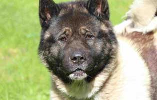 bommelchen bricht aus01