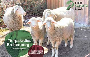 breitenberg projekte beitrag