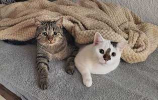 peni&asuna gluecklich vermittelt02