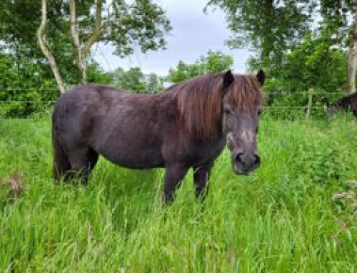 Abschied von Paula: Ein treues Pferd geht